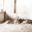 Original Dhuni in Dwarkami